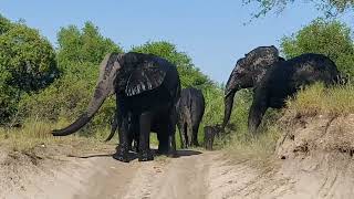 Elefanten nach SchlammbadMakutsi Safari Farm Südafrika [upl. by Frankel]