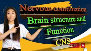 Brain structure and Function CNS [upl. by Quintessa904]