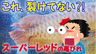 今までで一番のケガ！ スーパーレッドアロワナの尾びれが裂けてる‼ 最近ケンカもしないようになっていたのに～ [upl. by Gnouhp]