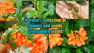 How to harvest Collect Crossandra Flowers and seeds from plants [upl. by Janene]