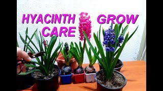 How to grow and care for Hyacinths plant [upl. by Meggs956]