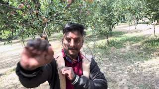 Kashmir Apple Tree Tamil  Kashmir Apple Valley Tamil  Kashmir Apple Garden Tamil [upl. by Hsetirp]