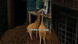 quotThe Silent Talk of Giraffes How They Use LowFrequency Soundsquot animals lifeessentials cute [upl. by Lyret]