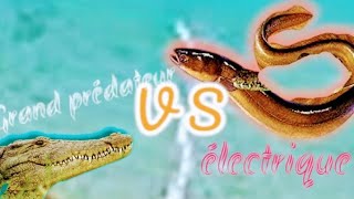 Crocodile 🐊 vs anguille électrique 🐳🐟🐬 regarder le combat film complet en français [upl. by Atteselrahc]