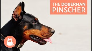 All About the Doberman Pinscher  Traits and Training [upl. by Etteluap]