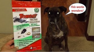 How To Trap Fleas With Tomcat Glue Boards  How To Treat Fleas Experiment [upl. by Leod]