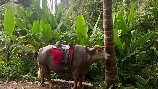 Day Excursion from Havana to the Viñales Valley Cuba Female Solo Travel [upl. by Bernadette208]