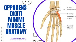 Opponens Digiti Minimi Muscle Anatomy  Anatomy Lecture Series [upl. by Nowyt]