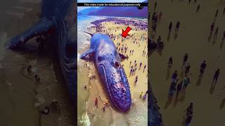 নীল তিমি সম্পর্কে কিছু অজানা তথ্য  unknown facts about blue whale [upl. by Clayberg]