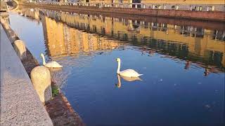 Cigni nel Naviglio Grande 31 ottobre 2024 [upl. by Heger983]