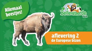 Allemaal Beestjes Aflevering 2 De Europese Bizon [upl. by Dnalevets]