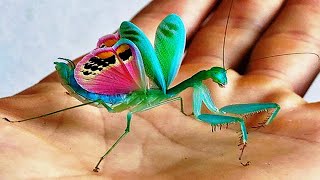 10 Most Beautiful Praying Mantises In The World [upl. by Latrice]