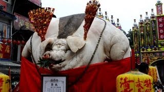 Pigs force fed until obesity in Taiwan ritual [upl. by Fredie321]