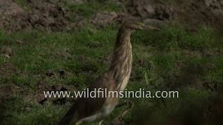 Pond Heron or Paddy Bird hunts insects and worms at Thol [upl. by Ayekahs]