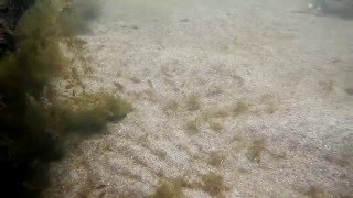 Underwater River Biotope from West Bengal INDIA [upl. by Iatnohs]