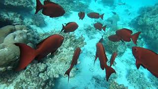 Snorkeling At Kuredu Island Maldives [upl. by Akcirret]