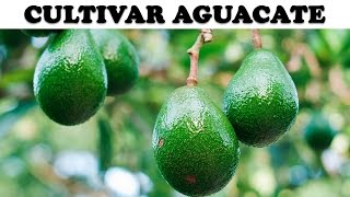 Cultivar Aguacate en Casa [upl. by Sulrac]