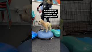 Canine kinesiotape and therapeutic exercise for postop femoral head ostectomy FHO [upl. by Irrem]