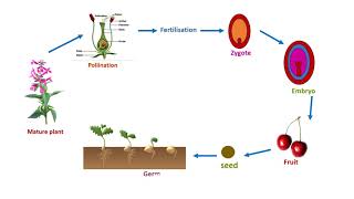 LIFE CYCLE OF FLOWERING PLANT [upl. by Acimehs]