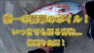 【浜名湖】海釣り公園 青物 回遊魚 ボイル ナブラ いつまで釣れるの？ 泳がせ ルアー ワラサ イナダ [upl. by Euqinomod]