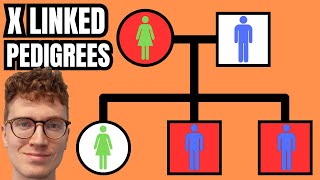 XLinked Pedigrees QUICKLY EXPLAINED [upl. by Rosenbaum755]