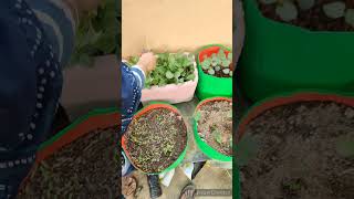 Winter veggiesgardening musicnature easygardening garden gardeningideasnature leafyvegitables [upl. by Gabbey]