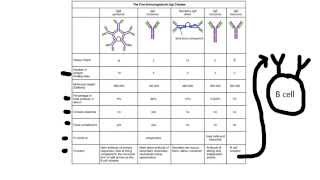 Immunology2Antibodies and Antigens Classes of Antibodies Epitopes [upl. by Zetnahs425]