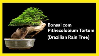 Bonsai de Pithecolobium Tortum  Bonsai de Piteco [upl. by Esile]