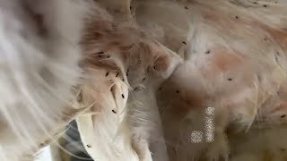 Banish Fleas from White Cat  Safe amp Effective Solutionsquot newsolution shortsvideo [upl. by Adnam]