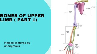 Bones of upper Limb part 1  clavicle  scapula humerus [upl. by Anaitat753]