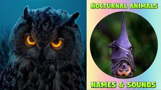 Nocturnal Animals for Kids  Different Types of Night Animals nocturnalanimals kids kiddizoo [upl. by Sorrows]