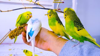 Budgie Sounds for Lonely birds to make them happy [upl. by Enelie777]