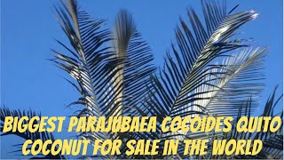 Biggest Parajubaea cocoides Quito Coconut for Sale in the Entire Universe [upl. by Shepard]