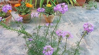 Perennial Verbena Caring amp Propagation Tips  UrduHindi [upl. by Backer]