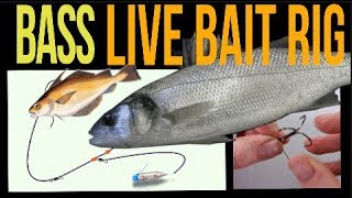 Sea fishing rig guide  Bass Live bait rig [upl. by Aerdnaid]