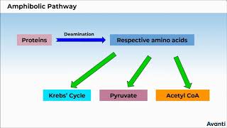 11B145 CV 2 Amphibolic Pathway [upl. by Annaeg167]