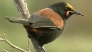 David Attenborough Up Close with Exotic Birds in New Zealand  BBC Studios [upl. by Marquis309]