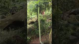 kokan natural vegetable 🥒🍆🍆🥒kokan kokannewsupdate kokani vegetables kokannature viralvideo [upl. by Ravi903]