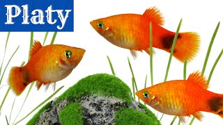 Platy Fish The Perfect Beginner Aquarium Fish Xiphophorus maculatus [upl. by Atenaz]