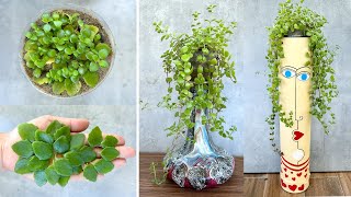 Miracles from leaves great ideas for indoor Dichondra Silver Falls potted plants [upl. by Saref]