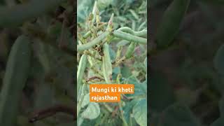 Mungi ki kheti trending nature agriculture [upl. by Shedd]