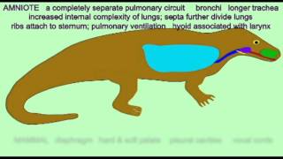 CVA 2 EVOLUTION OF THE RESPIRATORY SYSTEM AMNIOTES THROUGH MAMMALS [upl. by Auhsaj]