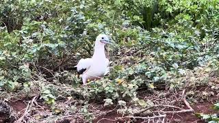 Redfooted booby gathering nesting material [upl. by Jeaz]