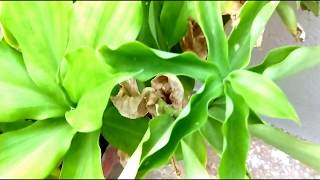 Chamaecostus cuspidatus  Insulin Plant [upl. by Shepherd]