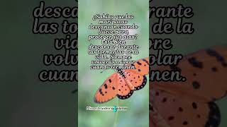 Frases de mariposas Frases para reflexionar frases [upl. by Schubert37]