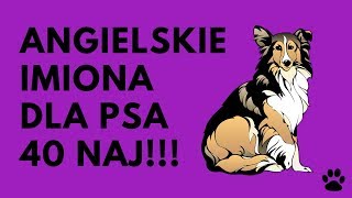 Angielskie Imiona Dla Psa  40 ŚWIETNYCH Imion  Imionowo [upl. by Esilram]