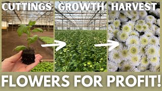 How To Grow Chrysanthemums For Profit  shorts [upl. by Bullen]