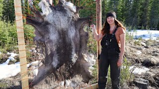 Spring Days in Alaska  Tanning a Caribou Hide [upl. by Corrie130]