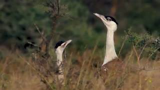 Save the Great Indian Bustard [upl. by Hoffert]