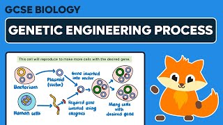 Genetic Engineering Process  GCSE Biology [upl. by Hattie320]